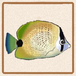 Icon for Lemon Butterflyfish