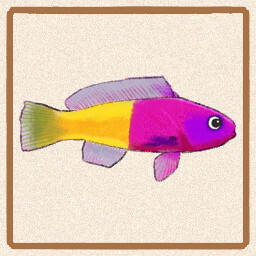 Icon for Bicolor Pseudochromis