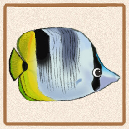 Icon for Double Saddle Butterflyfish