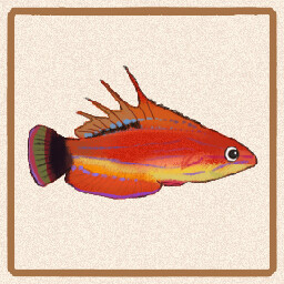 Icon for Carpenters Flasher Wrasse