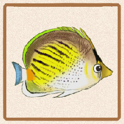 Icon for Pelewensis Butterflyfish
