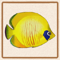 Icon for Golden Semilarvatus Butterflyfish