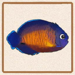 Icon for Coral Beauty Angelfish
