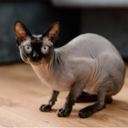Or Sphynx Cat? achievement icon for My Dorm - Season 1