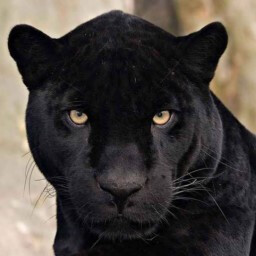 Black Panther? achievement icon for My Dorm - Season 1