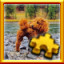 Icon for Goldendoodle Complete!