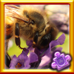 Bee