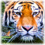 Icon for Kiosk Item Unlocked: Tiger