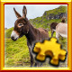 Icon for Donkeys Complete!