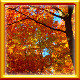 Icon for Fall Canopy Complete!