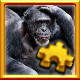 Icon for Ape Complete!