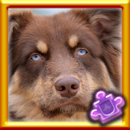Dog Complete!