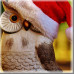 Icon for Kiosk Item Unlocked: Owl In A Hat