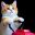 Mow Meow icon