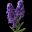 Lavender Field icon