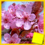 Icon for Flowers Complete