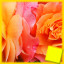 Icon for Rose Complete