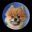 Teddy's Haven icon