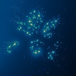 Icon for Among the Falling Stars