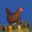 Chick Clicker icon