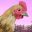 Farm Chicken Demo icon