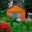 DACHA icon