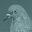 Pigeon: A Love Story icon