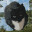 Fishing at the Lake Full of Cats icon