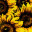 Blooms of April icon
