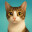 Rogum A Cat Match Puzzle Demo icon