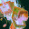 Loading... Demo icon