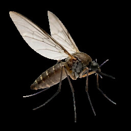 Icon for Southern House Mosquito