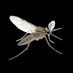 Icon for Culex pipiens