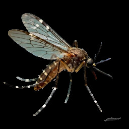 Icon for Aedes aegypti