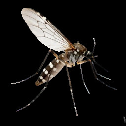 Icon for Asian Tiger Mosquito