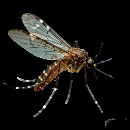 Icon for Aedes togoi