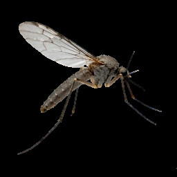 Icon for Anopheles sinensis