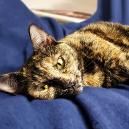 Icon for Found Sabrina