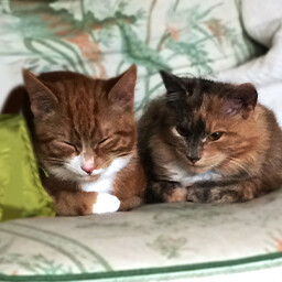 Icon for Found Puzzle & Ginger