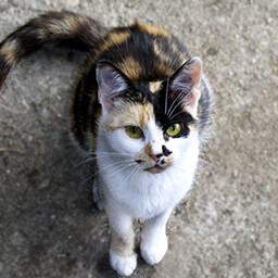 Icon for Found Sisinka