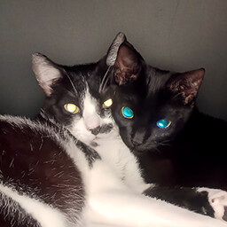 Icon for Found Mortícia & Ophelia