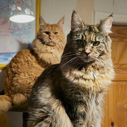 Icon for Found Raziel & Nebula