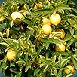 Life Hands You Lemons achievement icon for Stranded Without A Phone