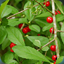 Berry Nice To Meet You achievement icon for Stranded Without A Phone