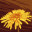 Pollinate or Die Demo icon