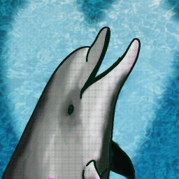 Icon for What is my porpoise?