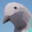 Bird Game 3 Playtest icon