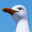 Stealgulls icon