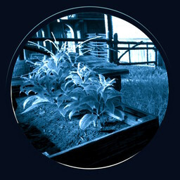 Icon for Occasional Gatherer