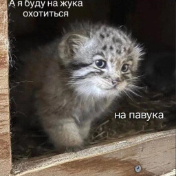 Icon for А Я БУДУ НА ЖУКА ОХОТИТЬСЯ, НА ПАУКА